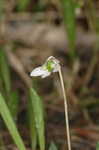 Bog white violet